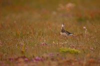 Phalarope à bec étroit (Islande)