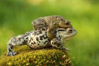 Accouplement de crapauds communs