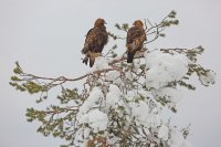 Aigle royal  (Finlande)