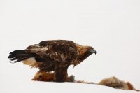 Aigle royal  (Finlande)