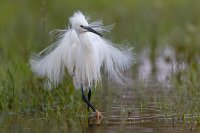 Aigrette garzette (Basse-vallée de l'Aude)