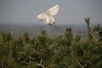 Aigrette garzette (Marquenterre)