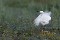 Aigrette garzette (Basse-vallée de l'Aude)