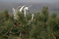 Aigrettes garzettes (Marquenterre)