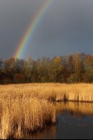 Arc-en-ciel (Flandres)