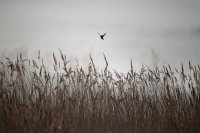 Baie de Somme