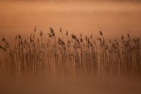 Baie de Somme