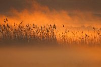 Baie de Somme