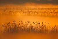 Baie de Somme