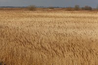 Baie de Somme