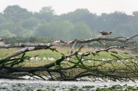 Balbuzard pêcheur (Highlands, Ecosse)