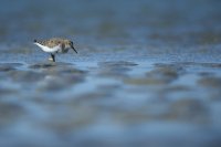 Bécasseau variable (Baie de Somme)