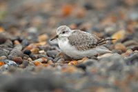 Bécasseau sanderling (côte picarde)