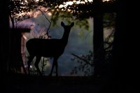 Biche (Oise)