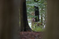 Biche (Oise)
