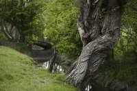 Bocage : saules têtards (Marquenterre)