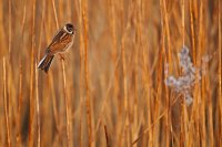 Bruant des roseaux mâle (Baie de Somme)
