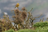 Bruant jaune (Highlands, Ecosse)