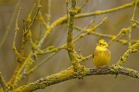 Bruant jaune (Marquenterre)