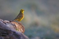 Bruant jaune mâle (Marquenterre)