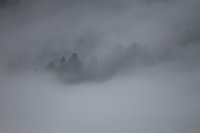 Brume sur sapins (Drôme)