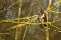 Buse variable (Marquenterre)