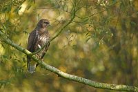 Buse variable (Marquenterre)