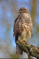 Buse variable (Marquenterre)