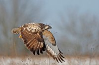Buse variable (Thiérache axonaise)
