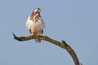 Buse variable (Thiérache axonaise)