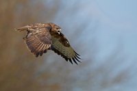 Buse variable (Thiérache axonaise)