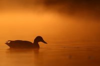 Canard colvert (Somme)