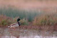 Canard colvert mâle (Basse-vallée de l'Aude)
