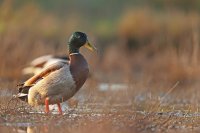 Canard colvert mâle (Basse-vallée de l'Aude)