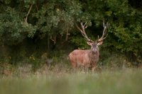 cerf élaphe (Aisne)