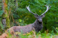 Cerf élaphe (Ardennes)