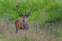 Cerf élaphe (Highlands, Ecosse)