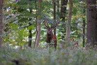 Cerf élaphe (Oise)