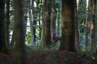 Cerf élaphe (Oise)