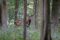 Cerf élaphe (Oise)