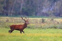 Cerf élaphe (Oise)