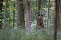 Cerf élaphe (Oise)
