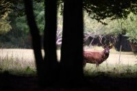 Cerf élaphe (Oise)