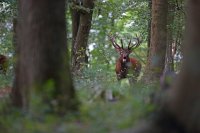 Cerf élaphe (Oise)