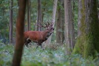 Cerf élaphe (Oise)