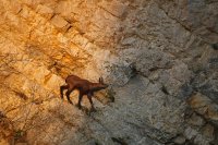 Chamois (Jura)