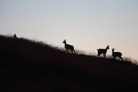 Chamois (Vosges)