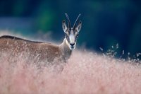 Chamois (Vosges)