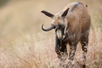Chamois (Vosges)