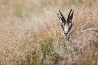 Chamois (Vosges)
